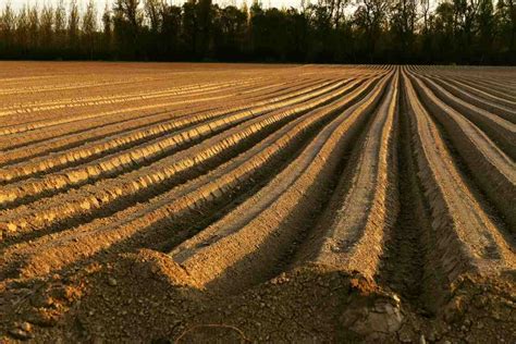 prepared land for agriculture figgerits|Prepared land for agriculture [ Figgerits Answers ] .